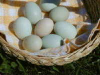 Shaltz Farm Eggs